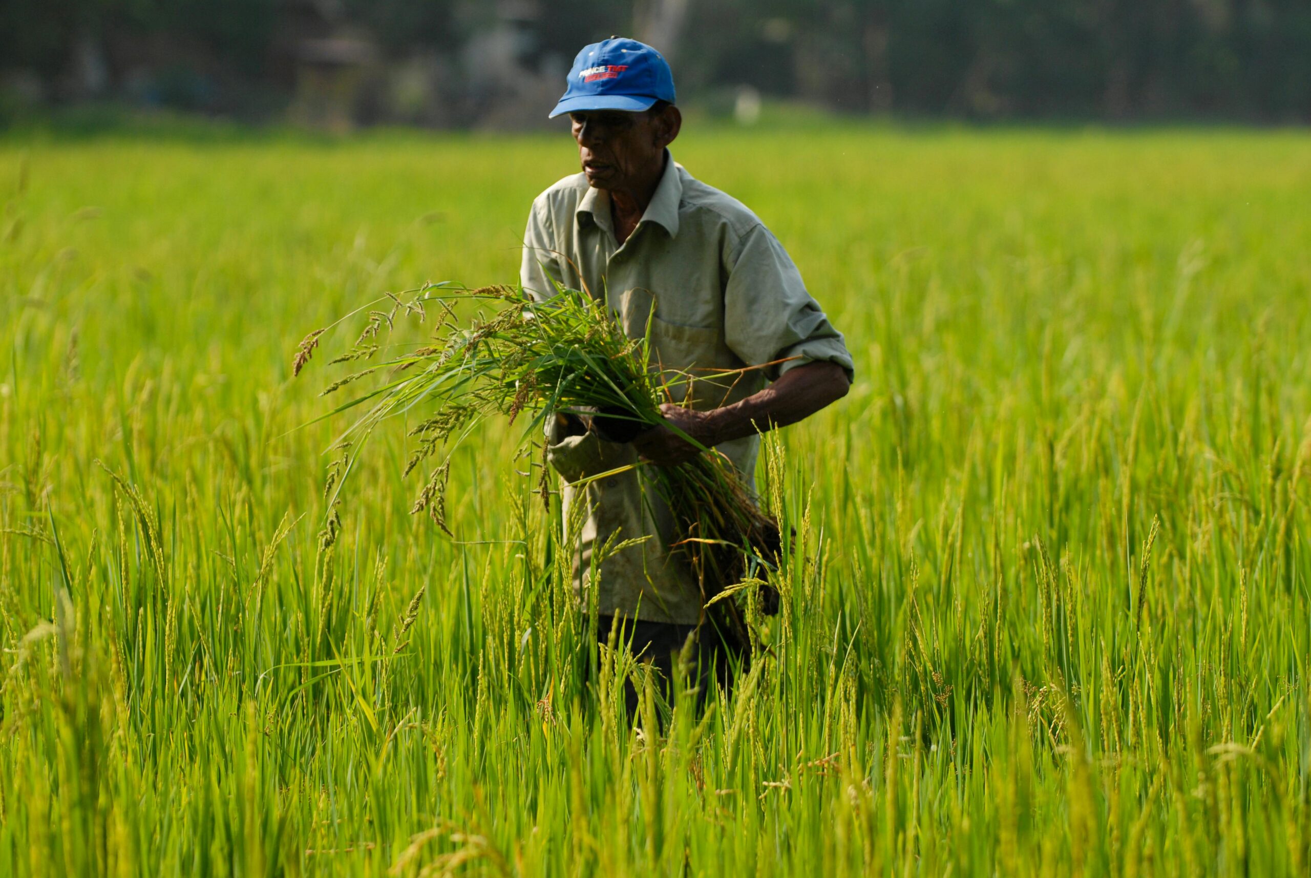 A farmer in a green rice field harvesting crops on a sunny day.